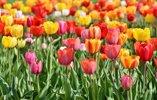 ¿Cuál es el significado del color de las flores?