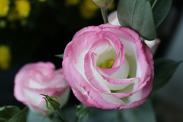 ¿Qué flores regalar en una primera cita?